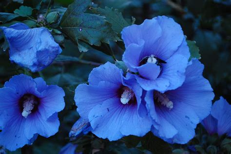 blue rose of sharon shrub.